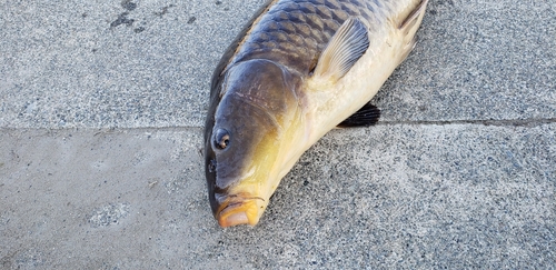 コイの釣果