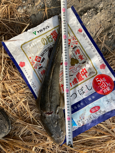 マゴチの釣果