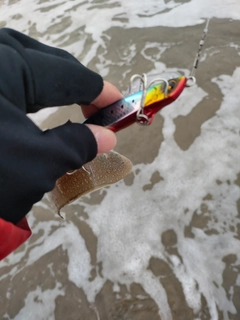 シタビラメの釣果