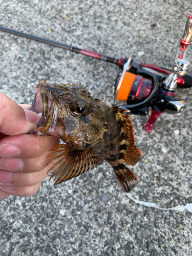 アラカブの釣果