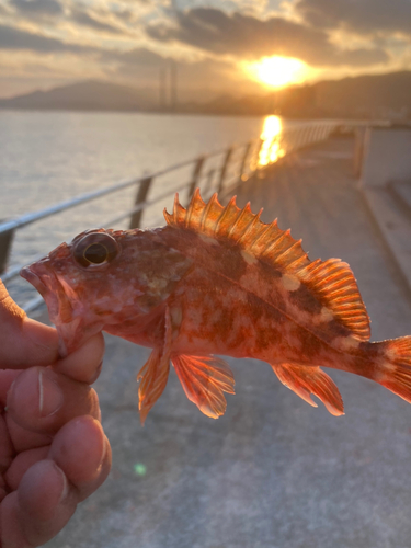 ガシラの釣果