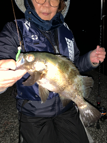 クロメバルの釣果