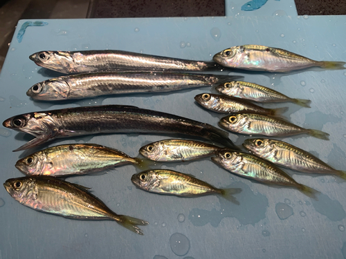 カタクチイワシの釣果