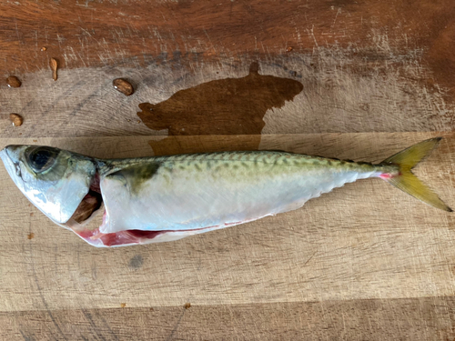 サバの釣果