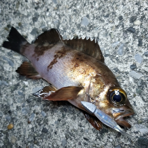 メバルの釣果