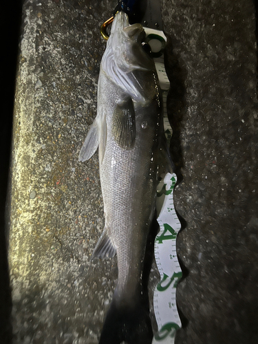 スズキの釣果