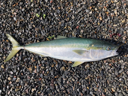 ブリの釣果