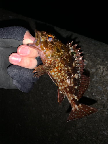 カサゴの釣果