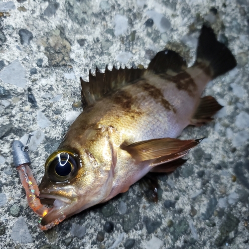 メバルの釣果