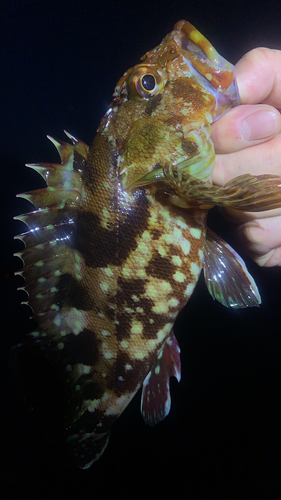 カサゴの釣果