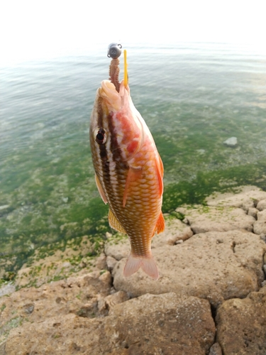 ホウライヒメジの釣果