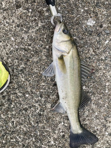 ハネ（マルスズキ）の釣果