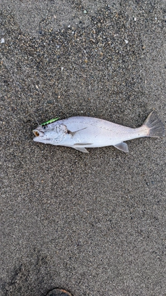 ニベの釣果