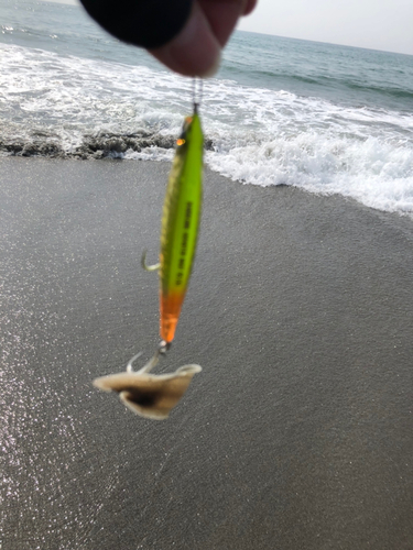 シタビラメの釣果