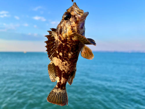 ムラソイの釣果