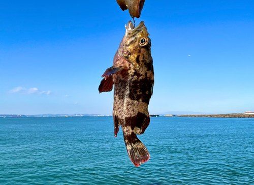 ムラソイの釣果