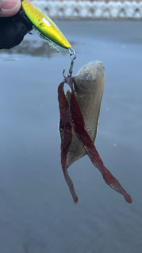 シタビラメの釣果