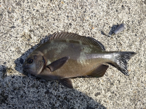 メジナの釣果