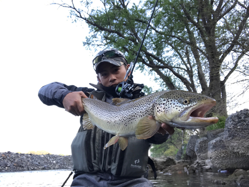 ブラウントラウトの釣果