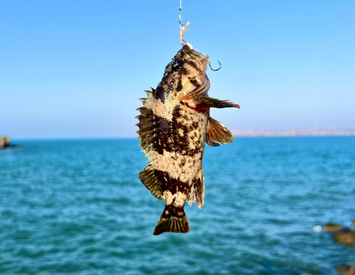 ムラソイの釣果