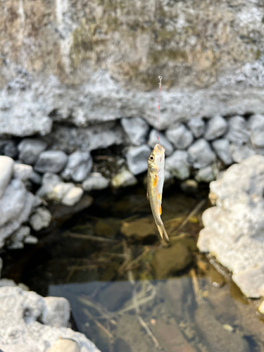 カワムツの釣果