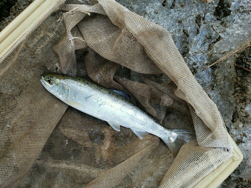 アマゴの釣果