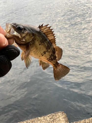 メバルの釣果