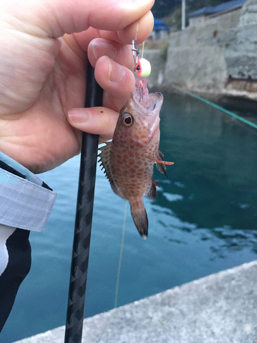 オオモンハタの釣果