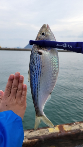 コノシロの釣果