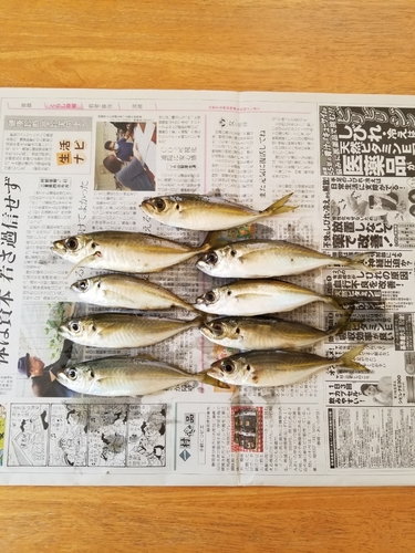 マアジの釣果