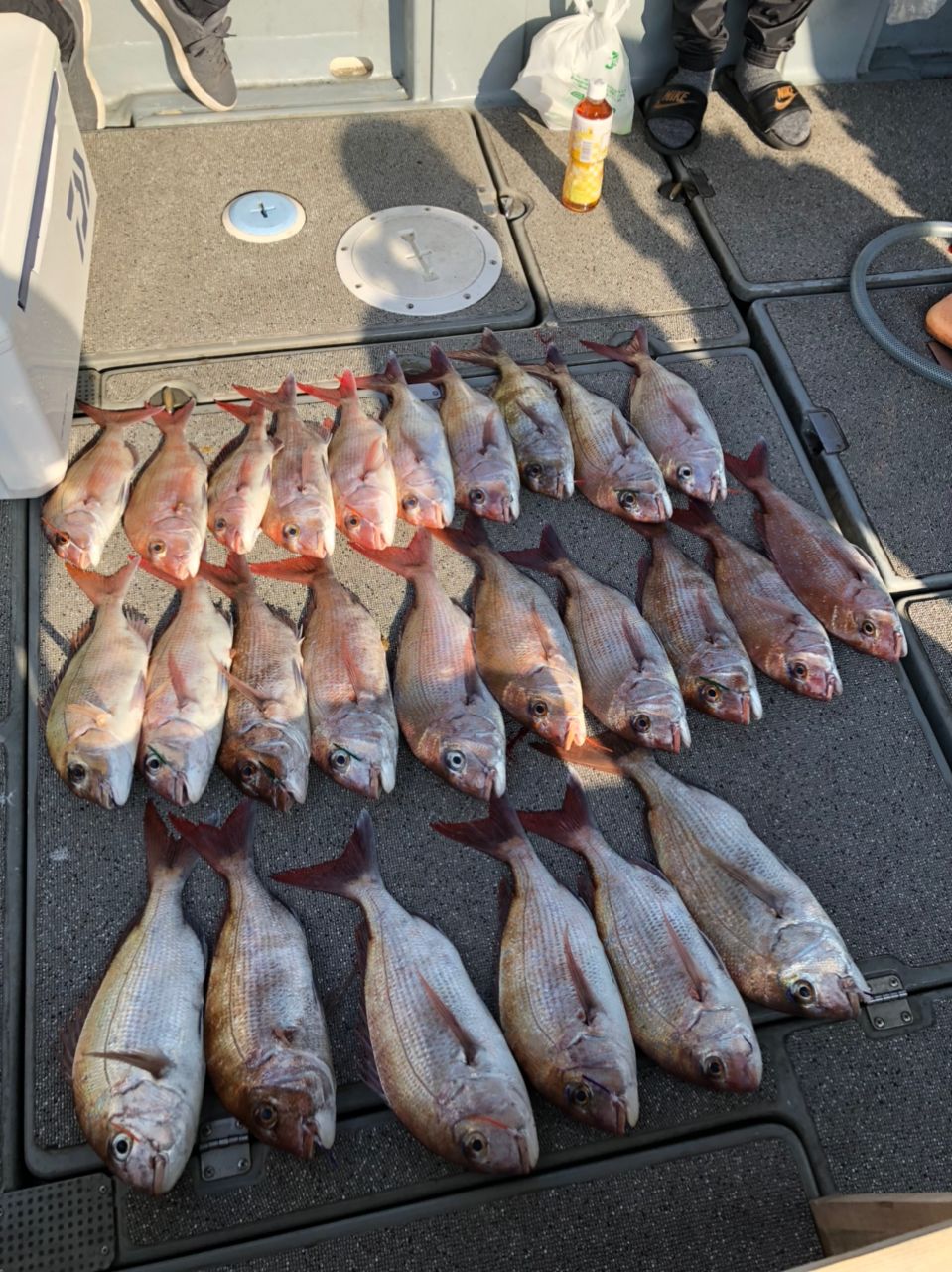 ゆうりんこむしさんの釣果 2枚目の画像