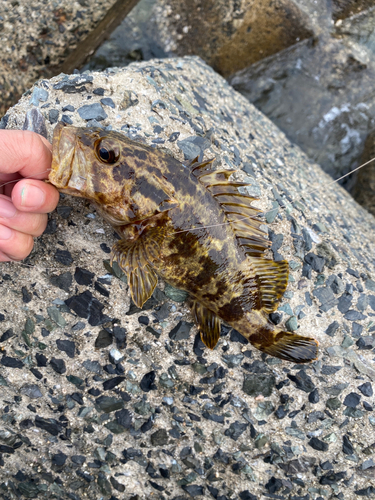 タケノコメバルの釣果