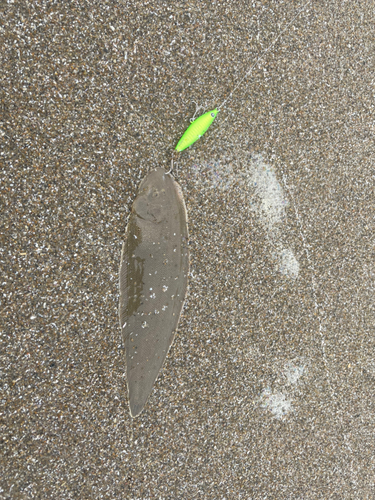 シタビラメの釣果