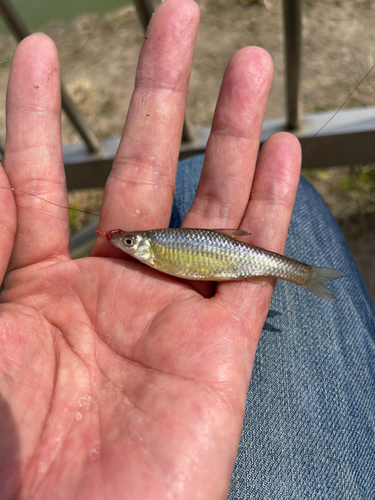 モツゴの釣果