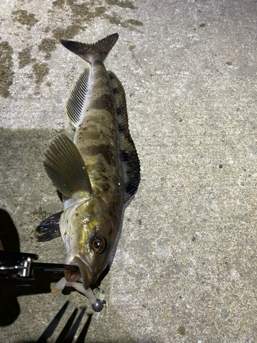 ホッケの釣果