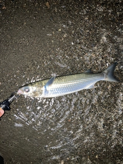 ボラの釣果