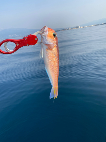 アマダイの釣果