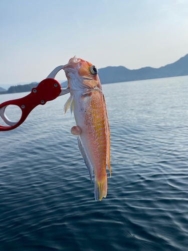 アマダイの釣果