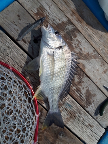 キビレの釣果