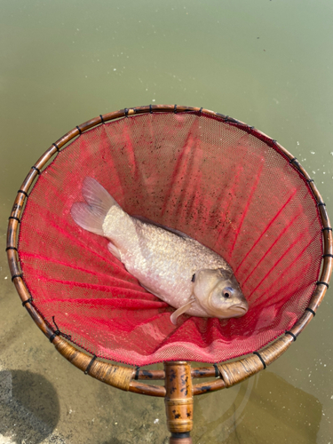 ヘラブナの釣果