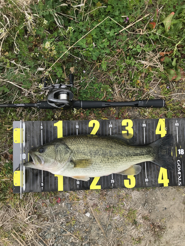 ブラックバスの釣果