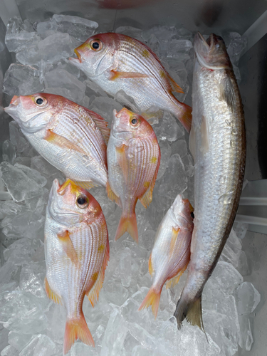 レンコダイの釣果