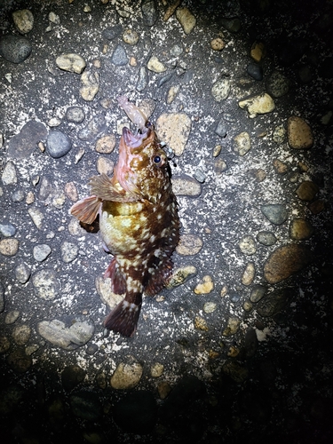 カサゴの釣果