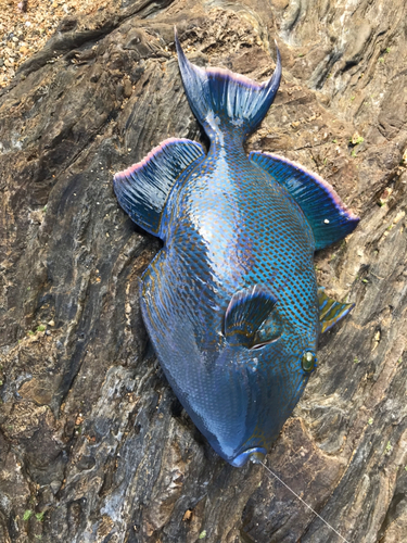 モンガラカワハギの釣果