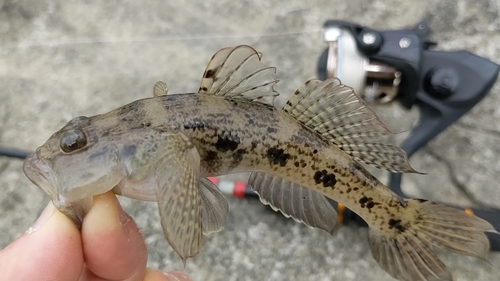 マハゼの釣果