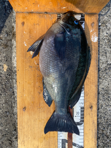 クチブトグレの釣果