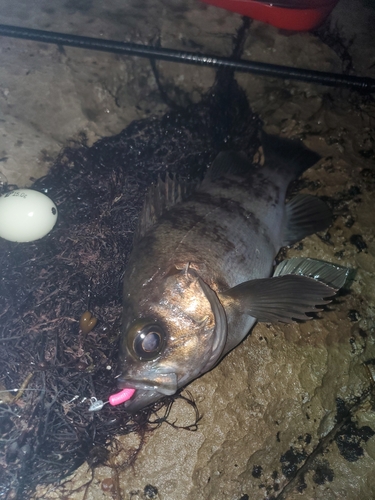 クロメバルの釣果