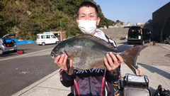 クロメジナの釣果