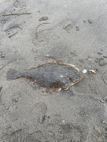 カレイの釣果