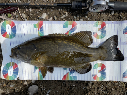 スモールマウスバスの釣果